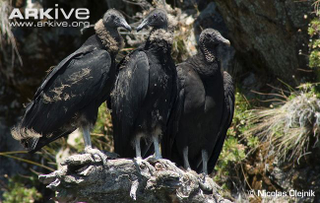 Illustration for article titled Vednesday Vulture - Coragyps atratus Edition
